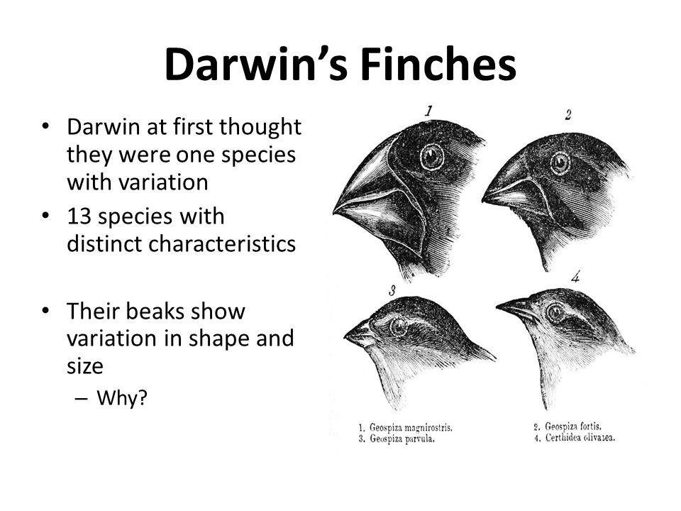 Darwin origin of species essay